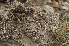 Orostachys thyrsiflora