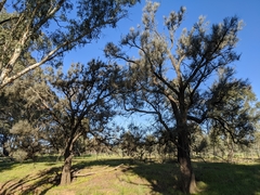 Allocasuarina luehmannii