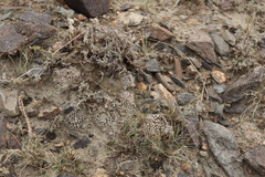 Orostachys thyrsiflora