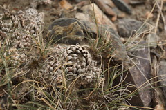Orostachys thyrsiflora