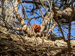 Allocasuarina luehmannii