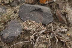 Orostachys thyrsiflora