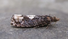 Epinotia trigonella