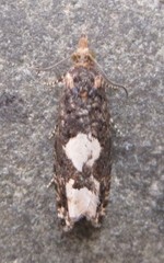 Epinotia trigonella