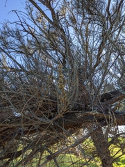 Allocasuarina luehmannii