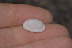 Tugali parmophoidea