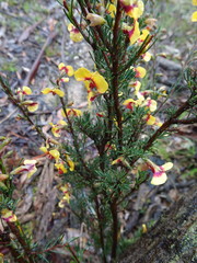 Dillwynia ramosissima