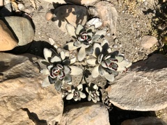 Kalanchoe tomentosa