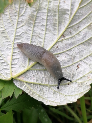 Black-headed Slug