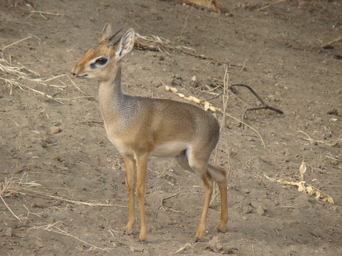 Cavendish's Dik-dik