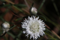 Helichrysum leucopsideum