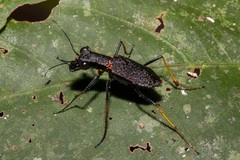 Odontocheila cayennensis