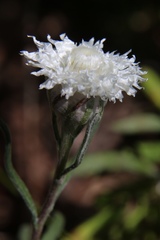 Helichrysum leucopsideum