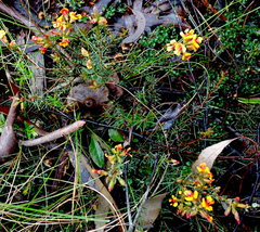 Dillwynia ramosissima