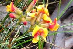 Dillwynia ramosissima