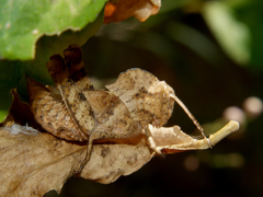 Abisares viridipennis