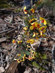 Dillwynia ramosissima