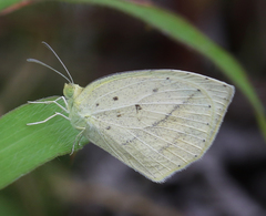 Eurema laeta laeta