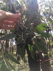 Smilax glyciphylla