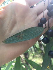 Smilax glyciphylla