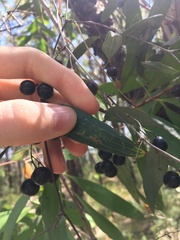 Smilax glyciphylla