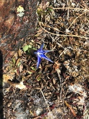 Gentiana brachyphylla brachyphylla
