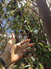 Smilax glyciphylla