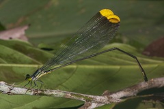 Microstigma
