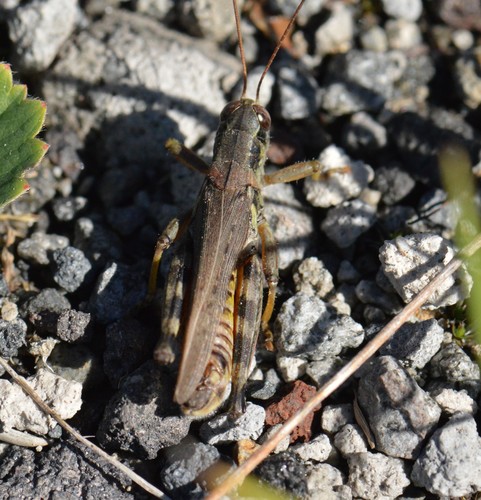 Bruner's Spur-throat Grasshopper photo 5
