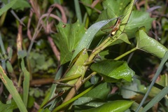 Bucrates capitatus