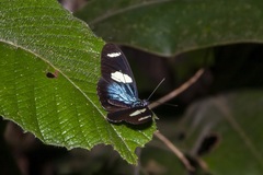 Heliconius wallacei