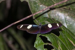 Heliconius wallacei
