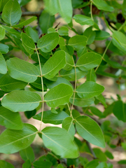 Brachystegia spiciformis