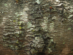 Brachystegia spiciformis