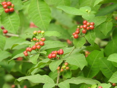 Rauvolfia