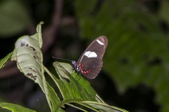 Heliconius wallacei