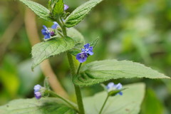 Pentaglottis sempervirens
