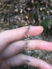 Echinopogon caespitosus
