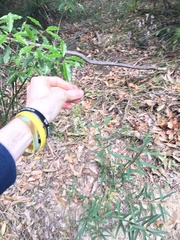 Echinopogon caespitosus