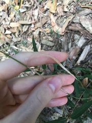 Echinopogon caespitosus