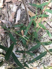 Echinopogon caespitosus