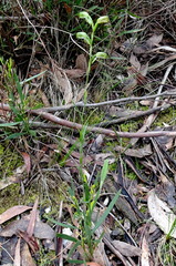 Pterostylis melagramma