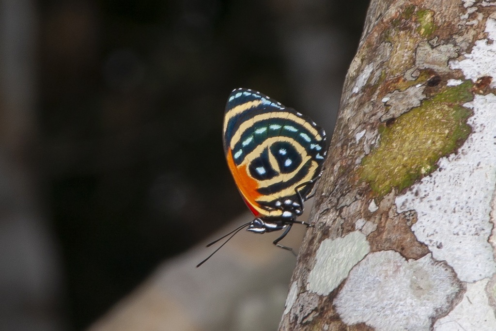 Cynosura eighty-eight from Madre Selva Biological Station, Maynas ...