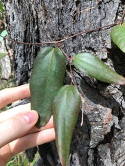 Smilax glyciphylla