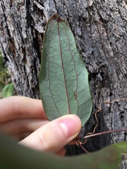 Smilax glyciphylla