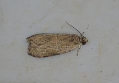 Olethreutes permundana