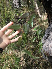 Smilax glyciphylla