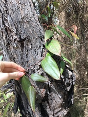 Smilax glyciphylla