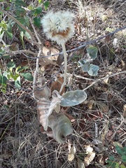Chresta sphaerocephala
