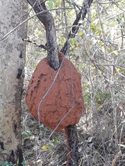 Constrictotermes cyphergaster